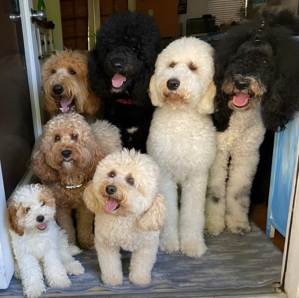 A cozy and nurturing environment for dogs