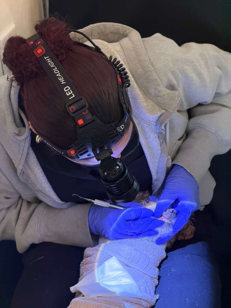 Dental care