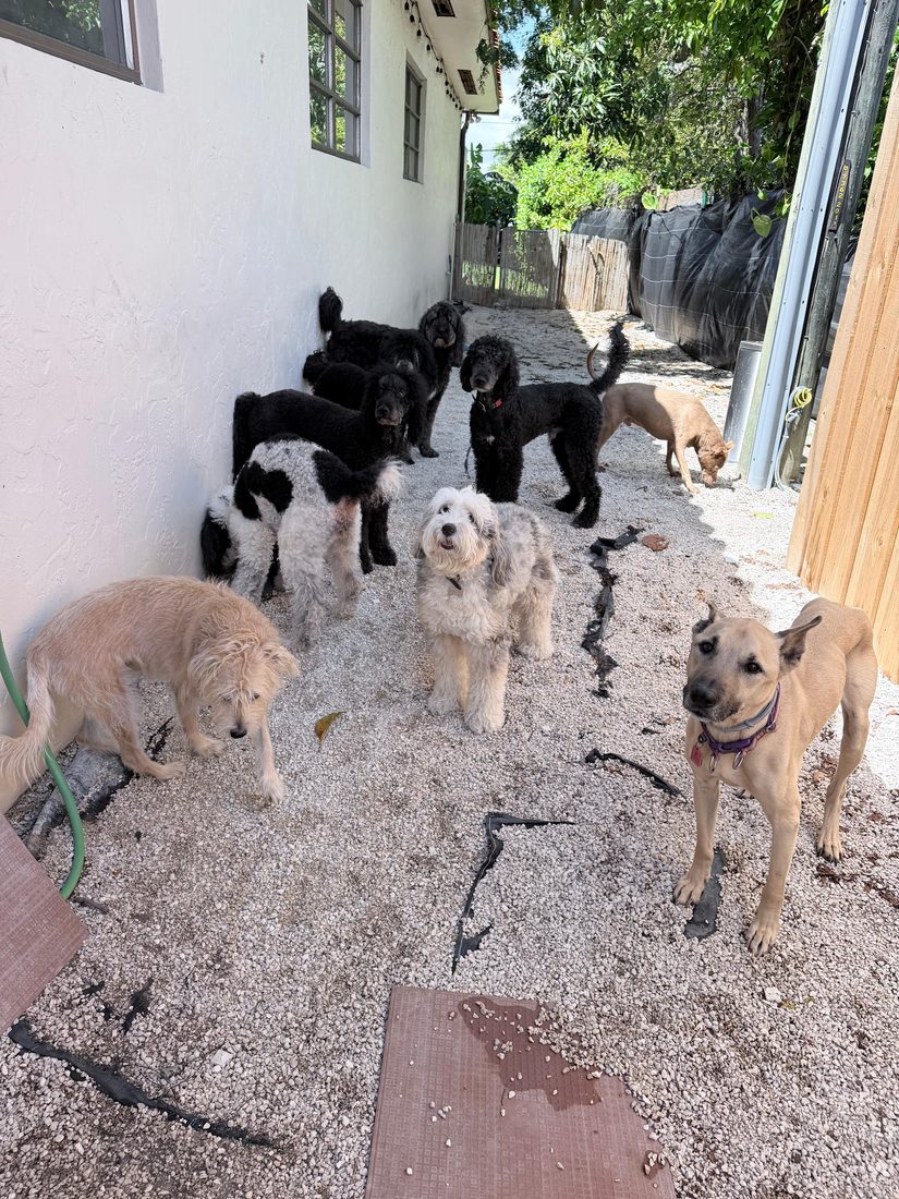 Dogs at The Caring Paws