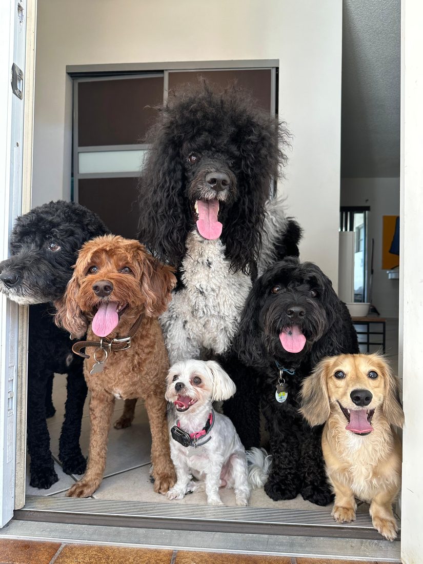 Dogs at The Caring Paws