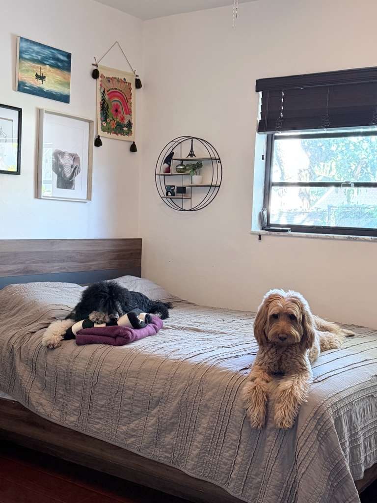 Dogs at The Caring Paws