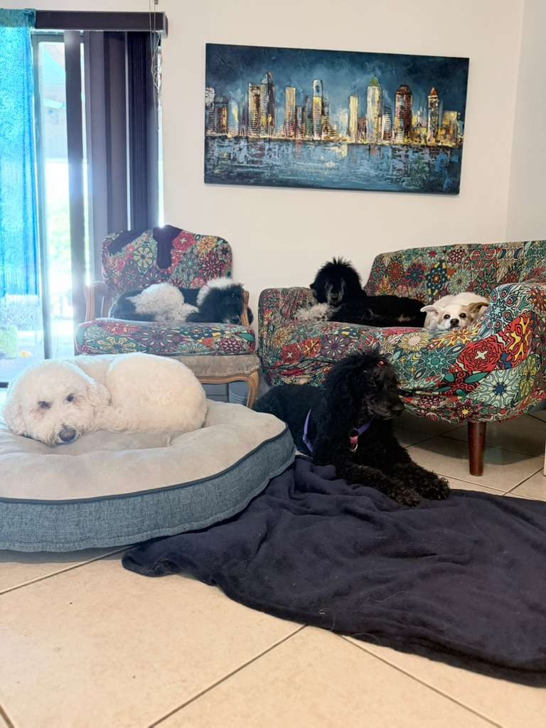 Dogs at The Caring Paws