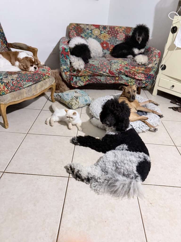 Dogs at The Caring Paws