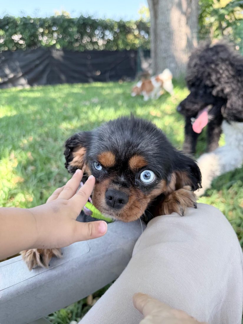 Dogs at The Caring Paws