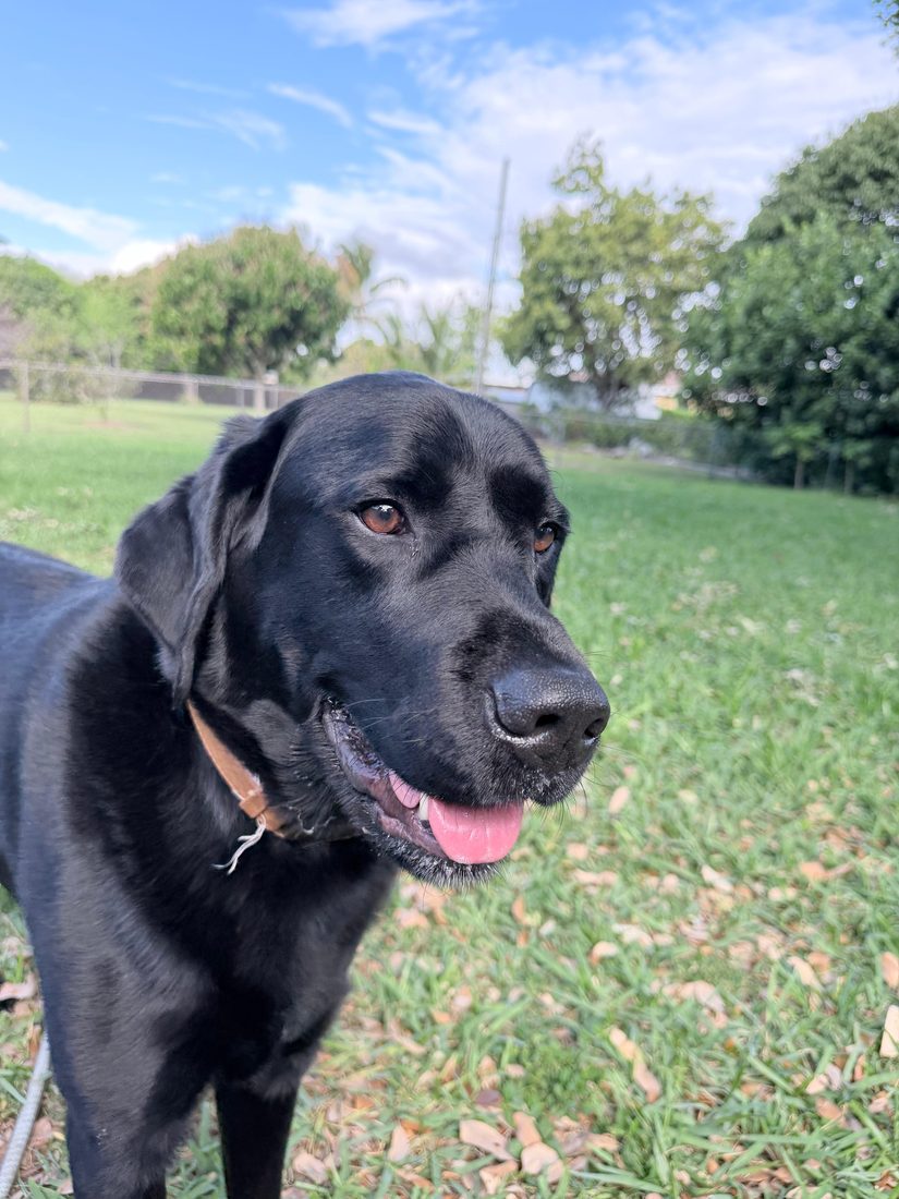 Dogs at The Caring Paws