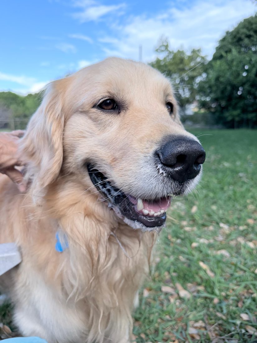 Dogs at The Caring Paws