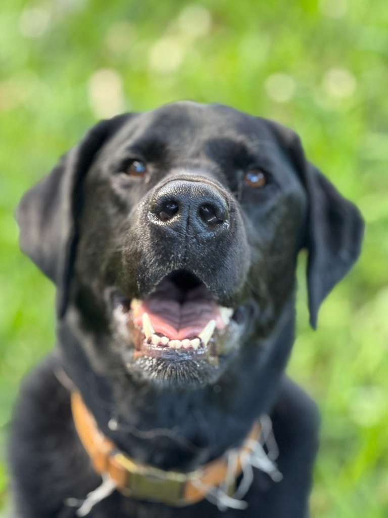 Dogs at The Caring Paws