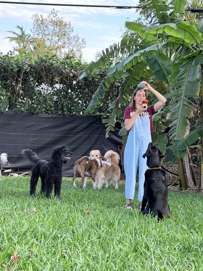 Dogs at The Caring Paws