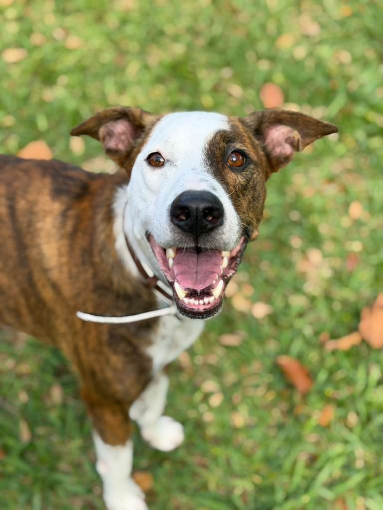 Dogs at The Caring Paws