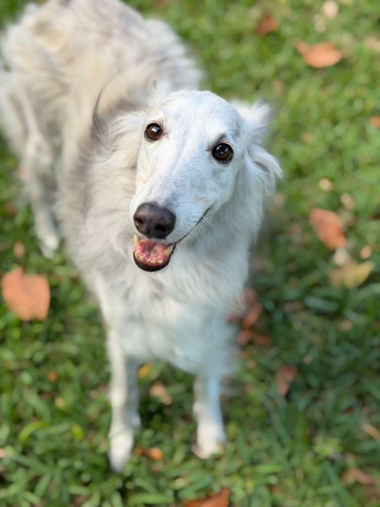 Dogs at The Caring Paws