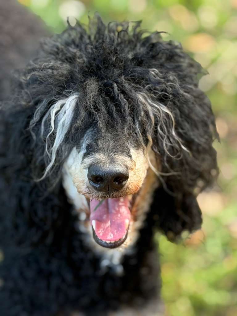 Dogs at The Caring Paws