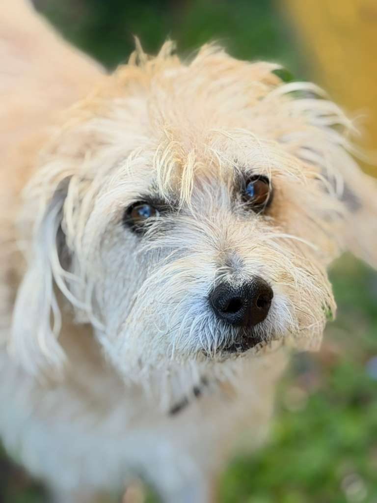 Dogs at The Caring Paws