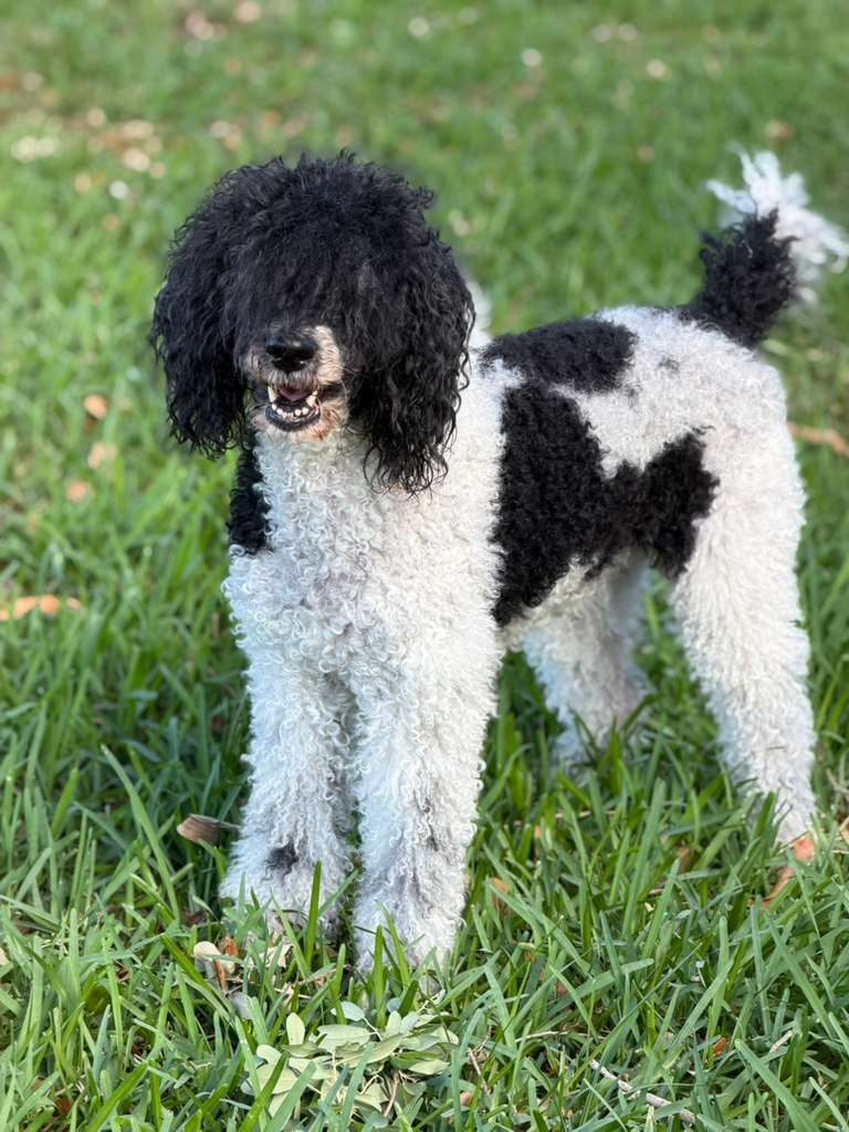 Dogs at The Caring Paws