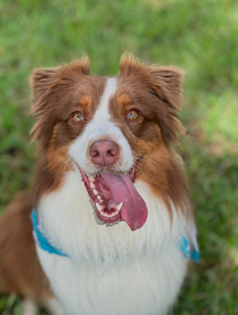 Dogs at The Caring Paws
