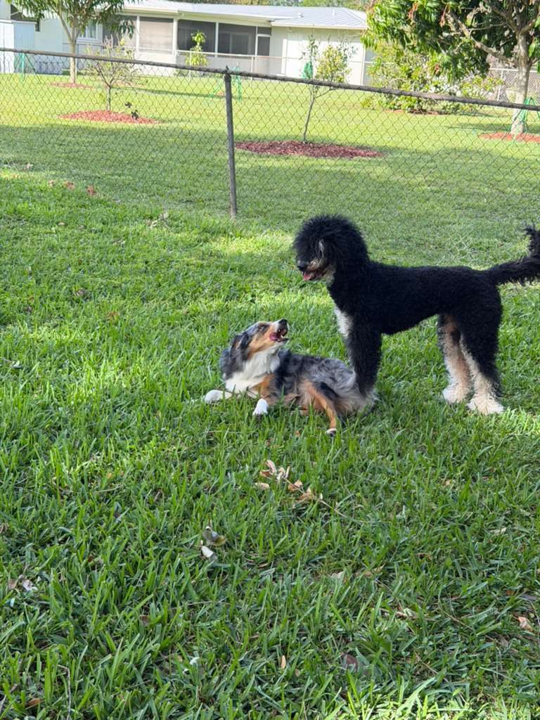 Dogs at The Caring Paws