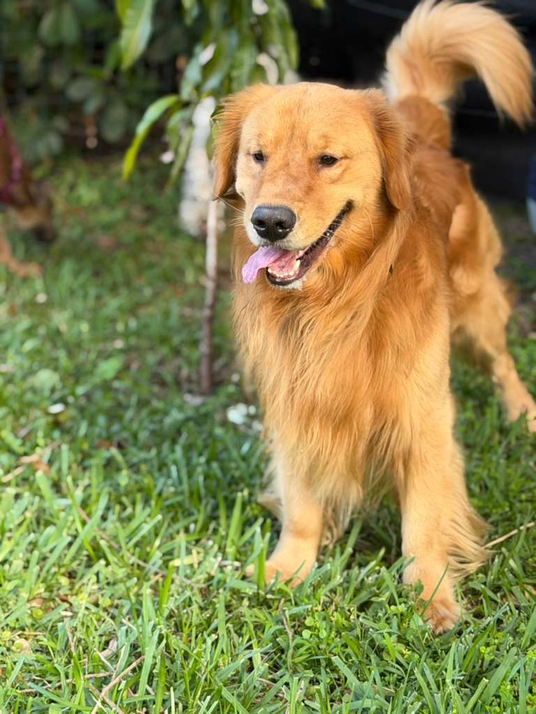 Dogs at The Caring Paws