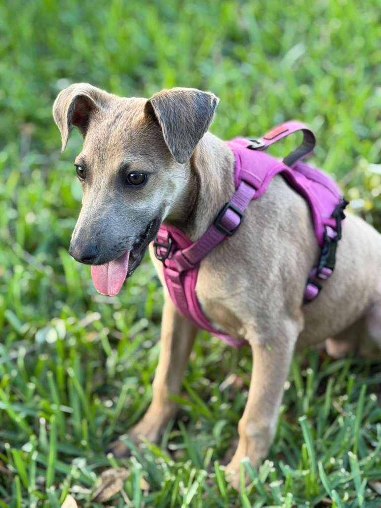 Dogs at The Caring Paws