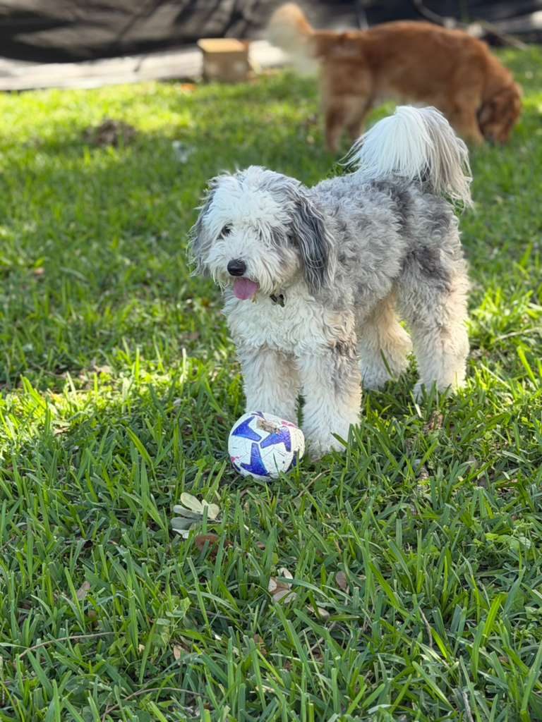 Dogs at The Caring Paws