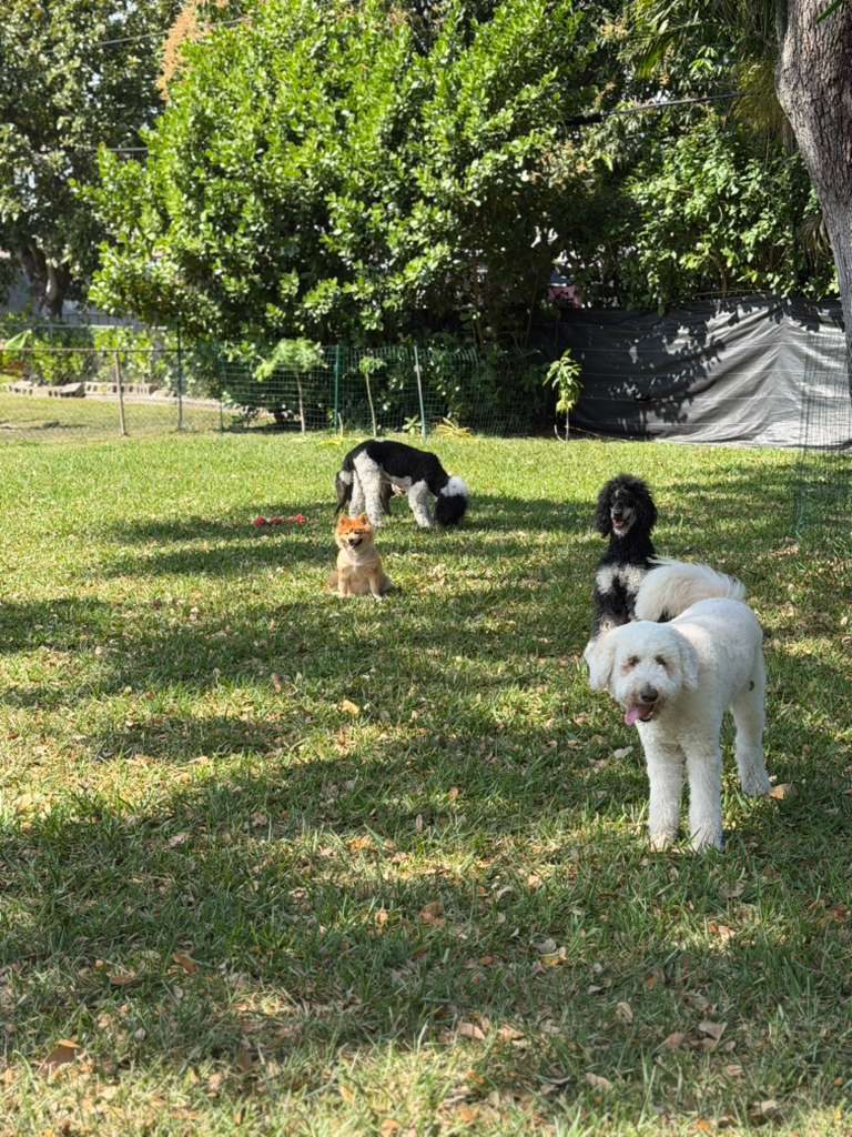 Dogs at The Caring Paws