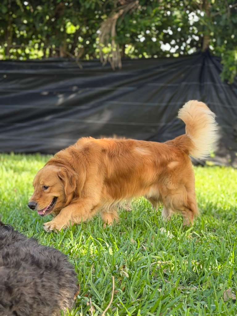 Dogs at The Caring Paws