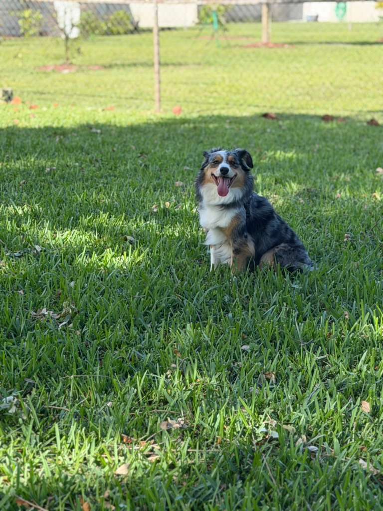 Dogs at The Caring Paws
