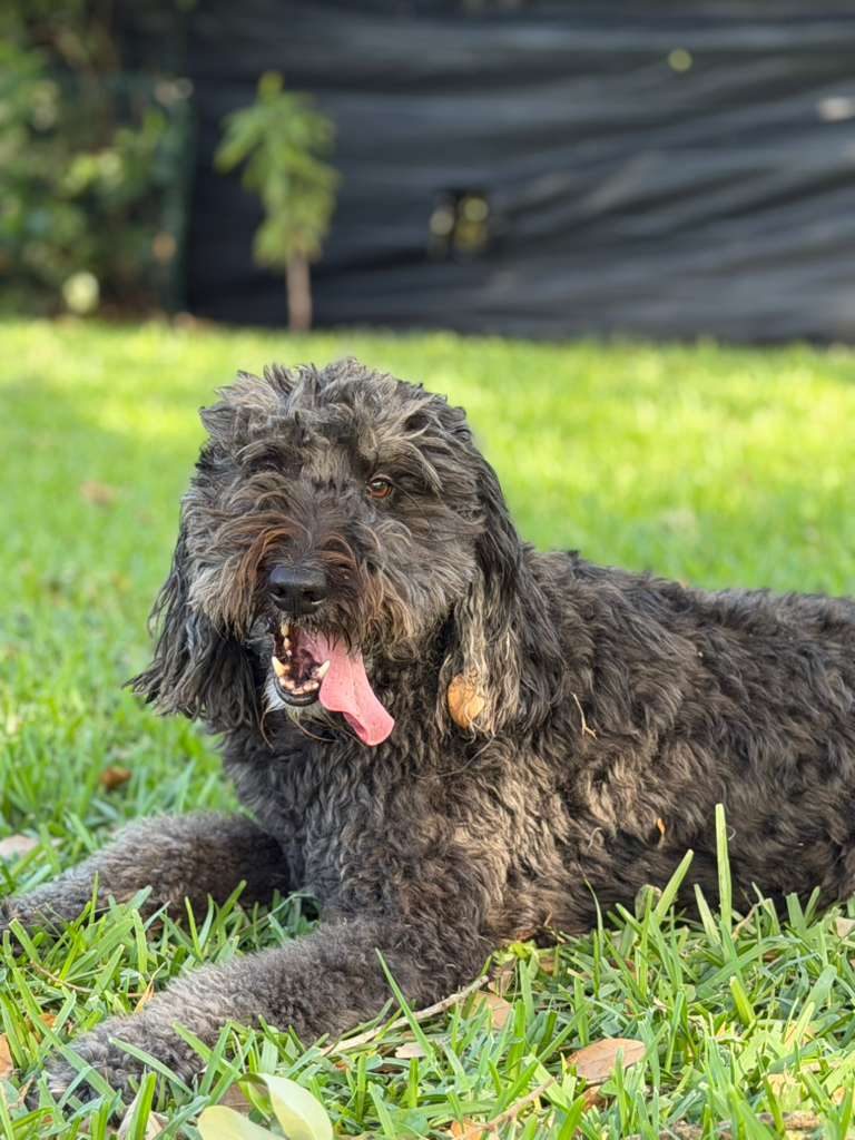 Dogs at The Caring Paws