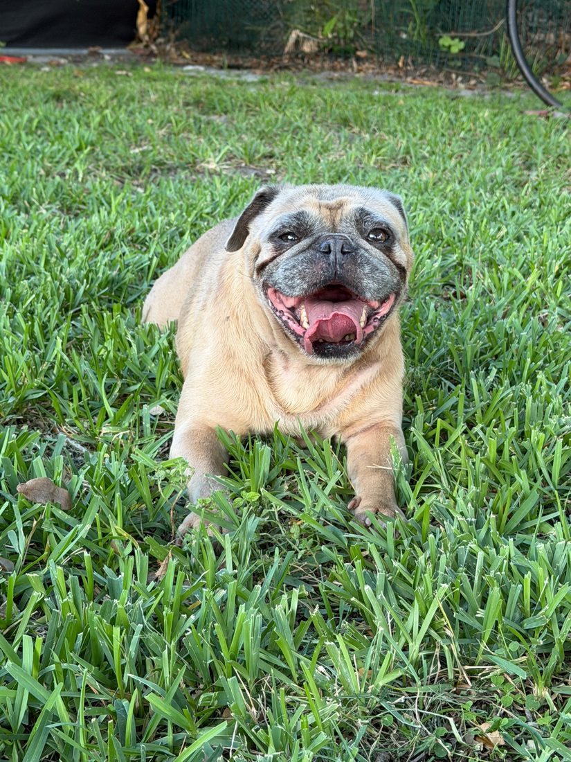 Dogs at The Caring Paws