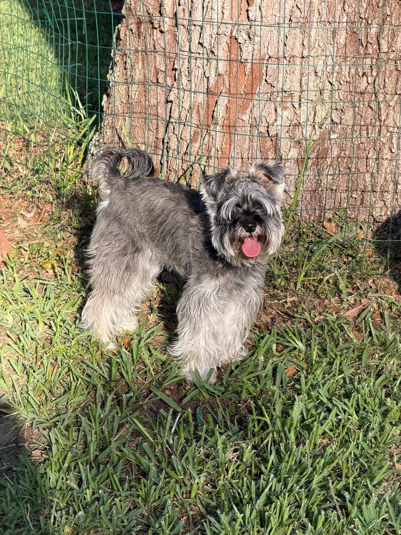 Dogs at The Caring Paws
