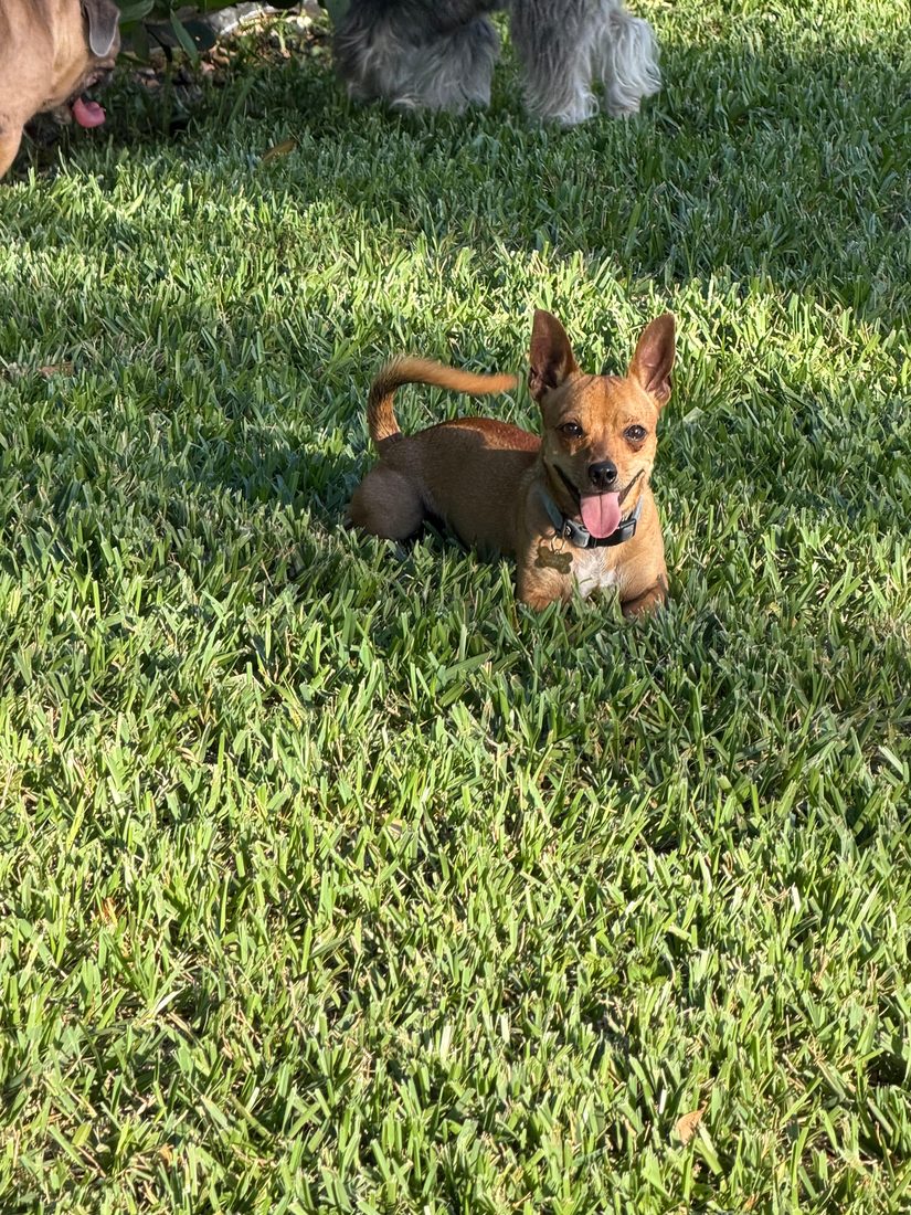 Dogs at The Caring Paws