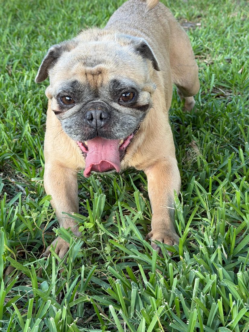 Dogs at The Caring Paws