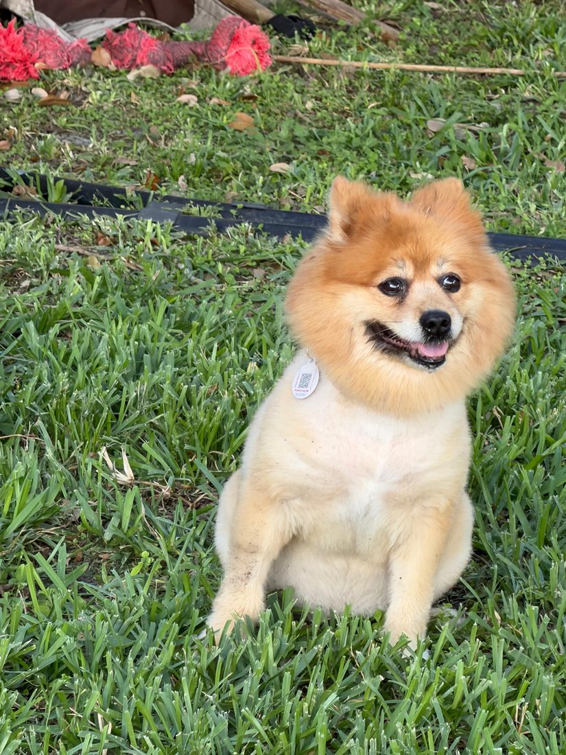 Dogs at The Caring Paws