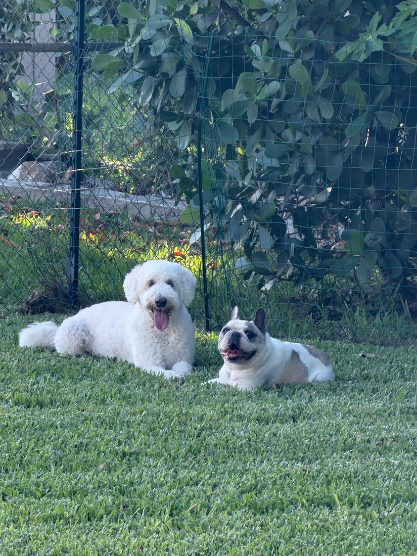Dogs at The Caring Paws