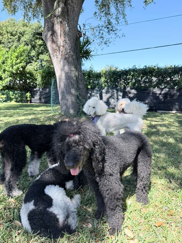Dogs at The Caring Paws