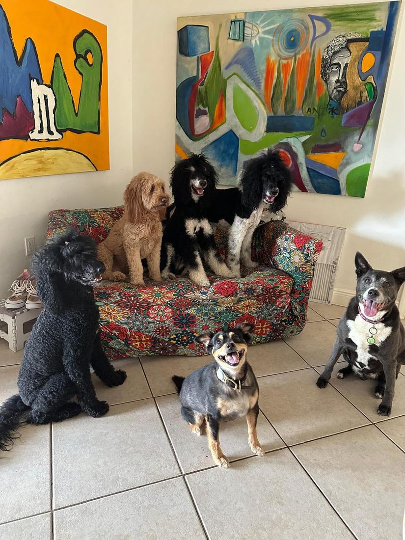 Dogs at The Caring Paws