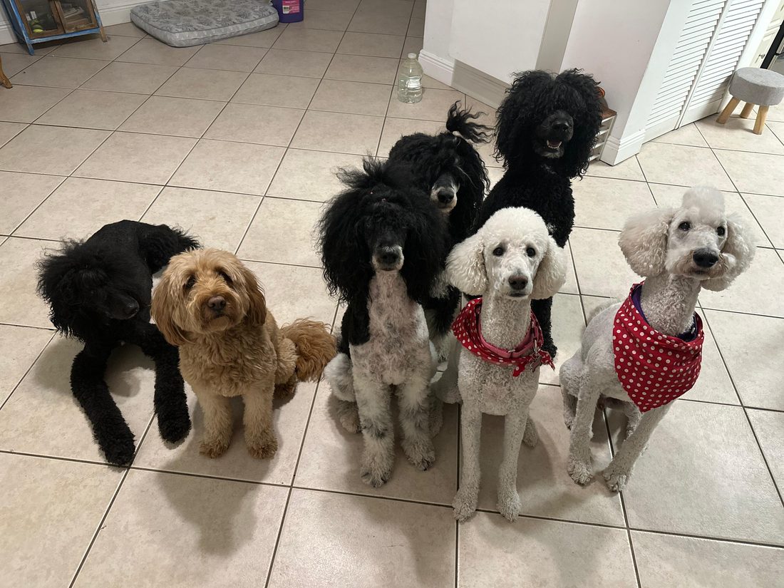 Dogs at The Caring Paws