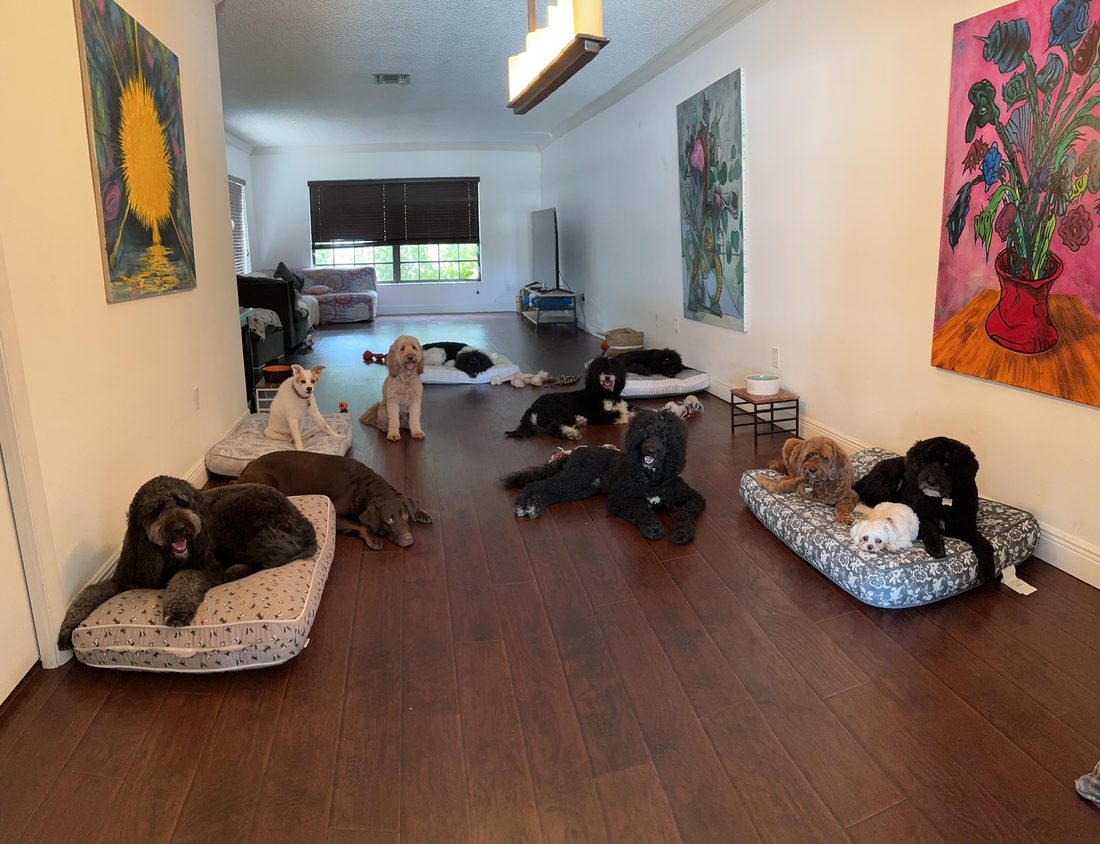 Dogs at The Caring Paws