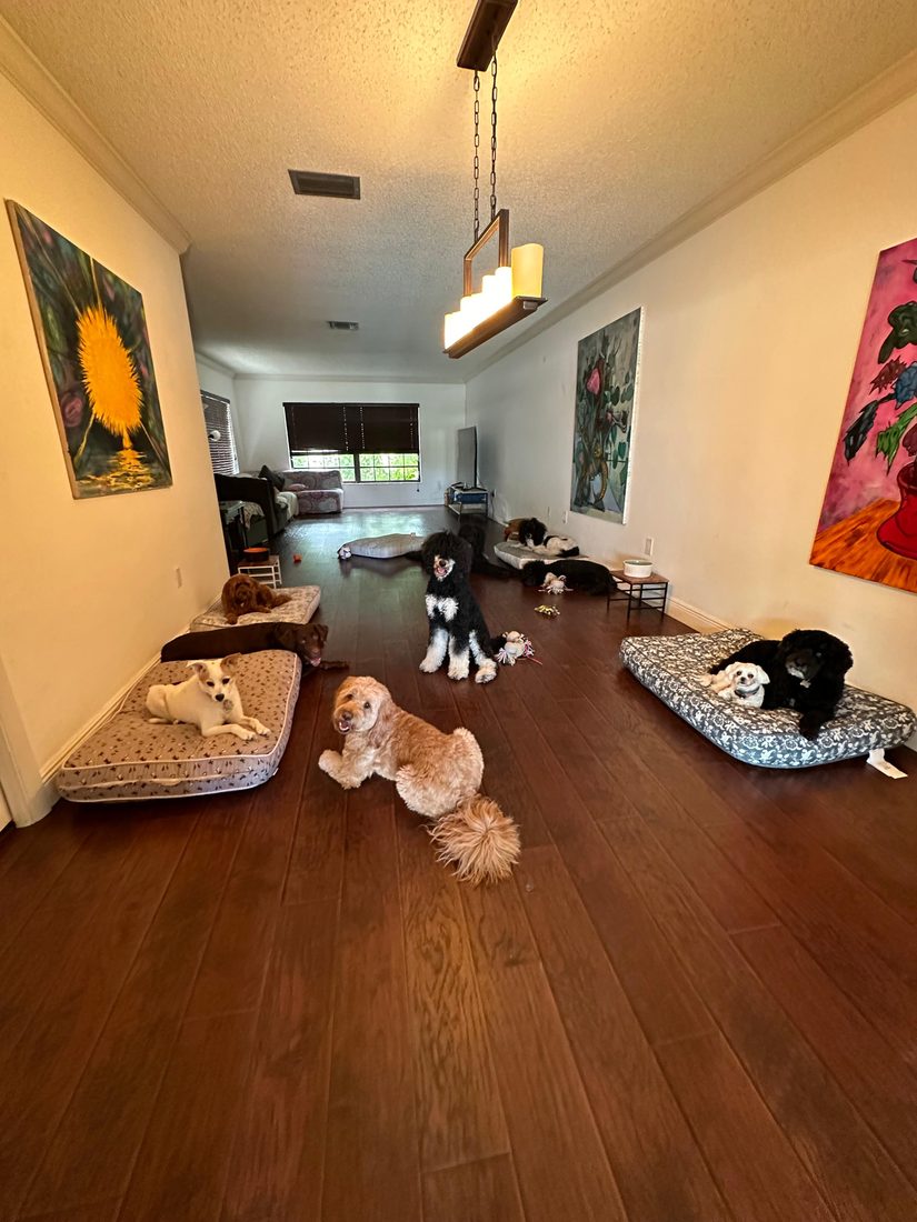 Dogs at The Caring Paws