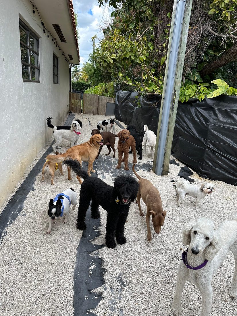Dogs at The Caring Paws