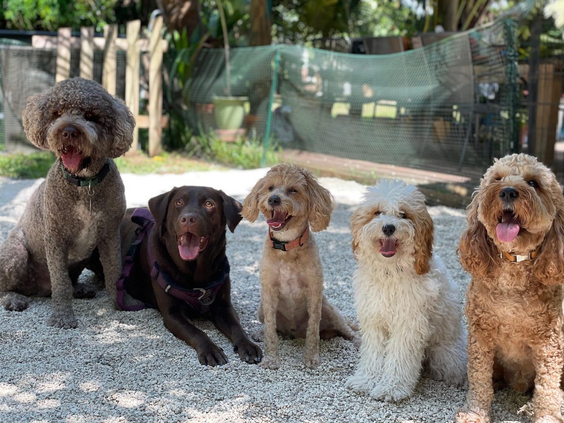 Dogs at The Caring Paws