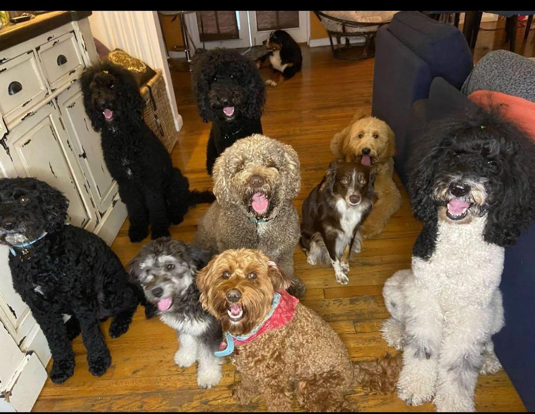 Dogs at The Caring Paws
