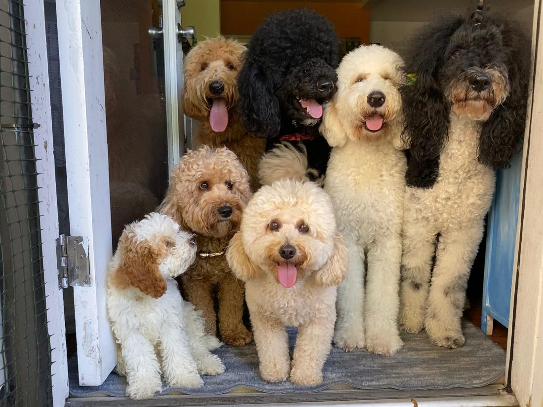 Dogs at The Caring Paws