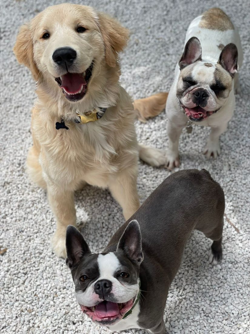 Dogs at The Caring Paws