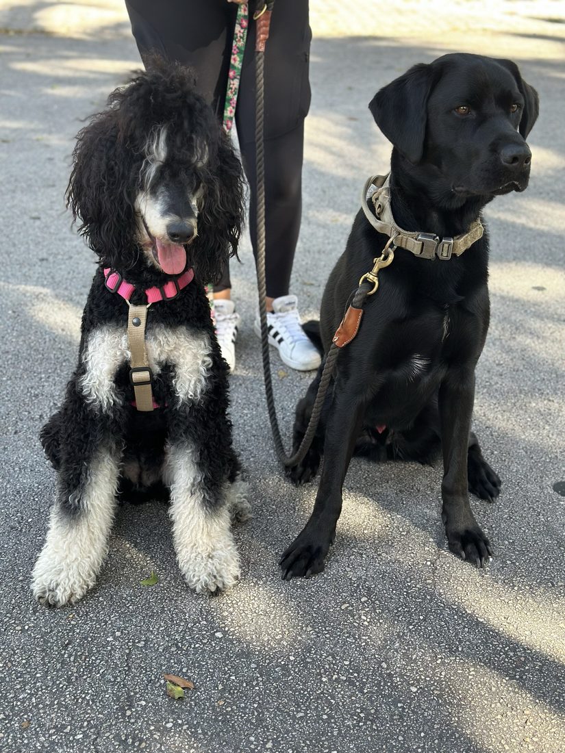 Dogs at The Caring Paws