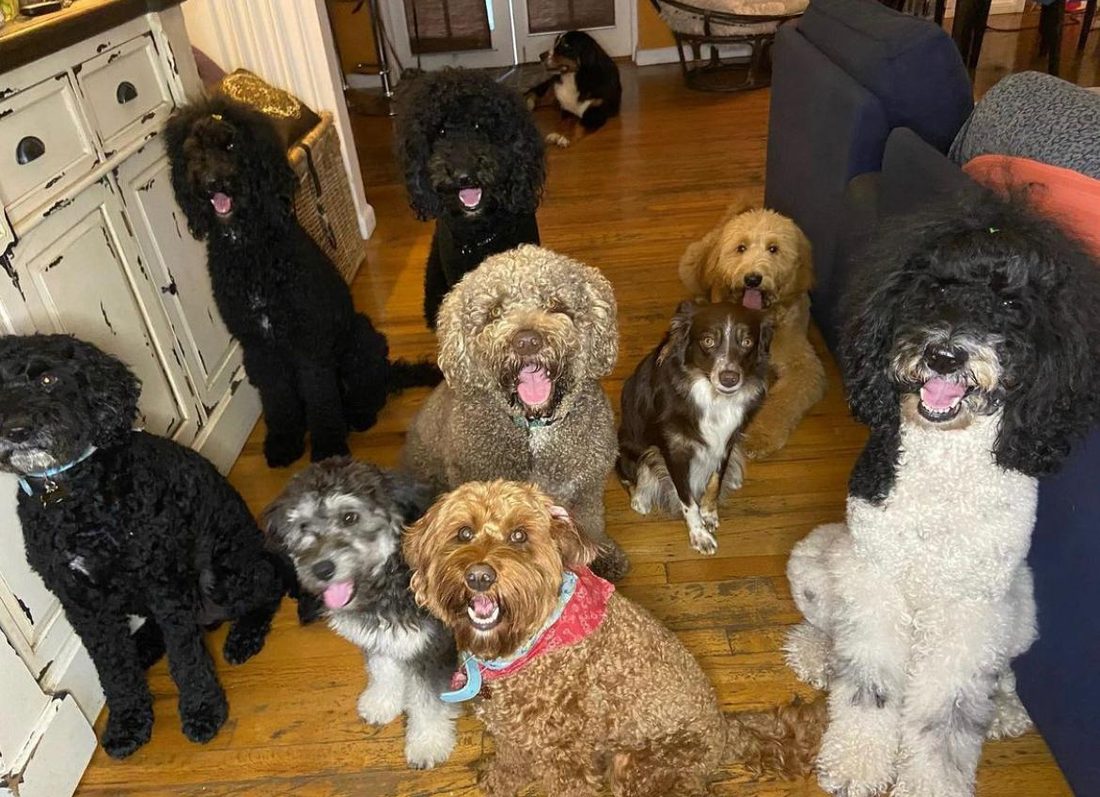 Dogs at The Caring Paws