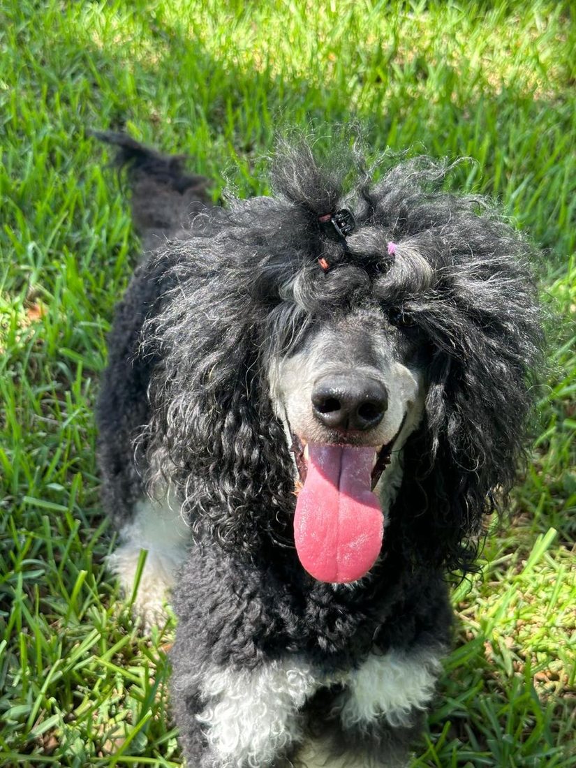 Dogs at The Caring Paws