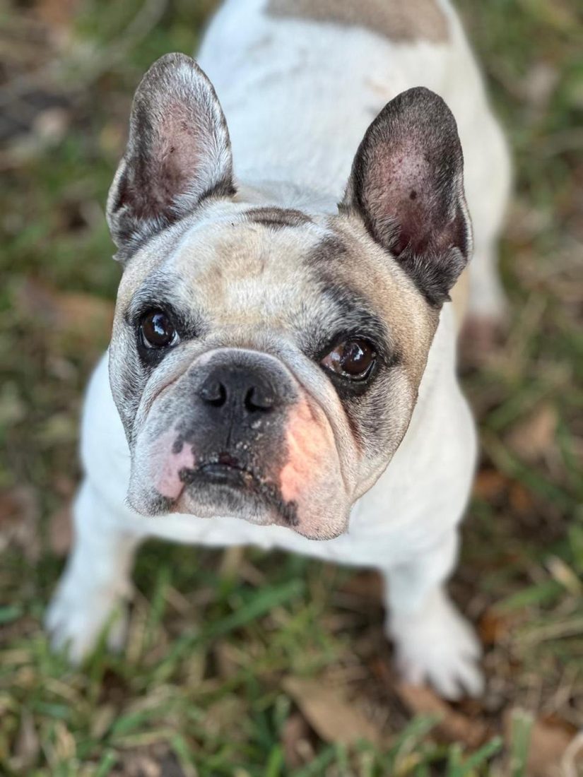Dogs at The Caring Paws