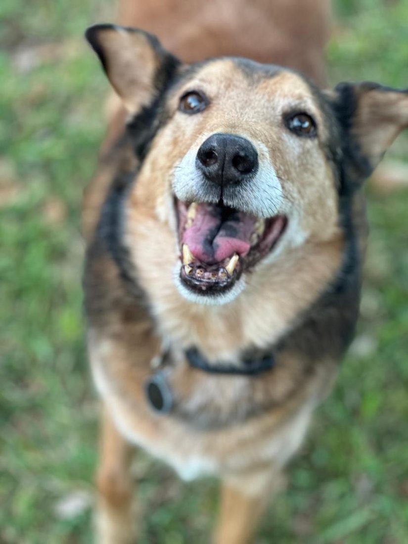 Dogs at The Caring Paws