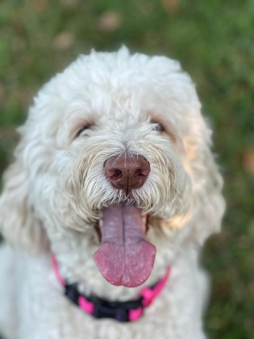 Dogs at The Caring Paws