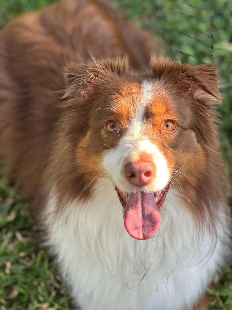 Dogs at The Caring Paws