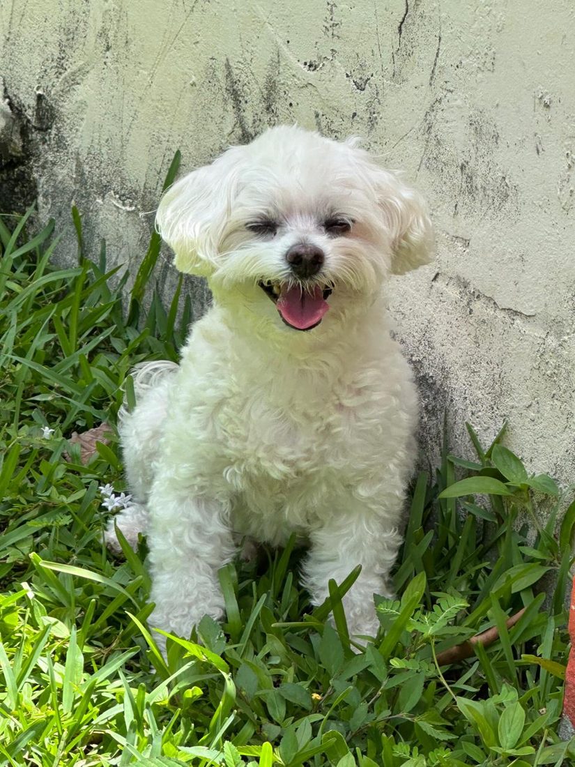 Dogs at The Caring Paws